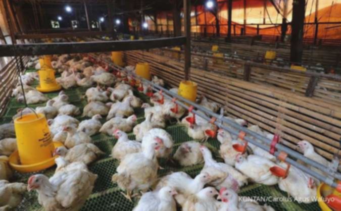 Proyek Danantara Ancam Emiten Unggas, Analis Beri Rekomendasi