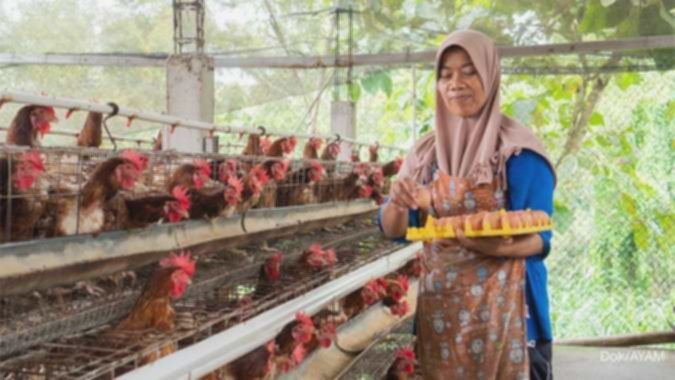 Danantara Ekspansi ke Peternakan Ayam, Saham AYAM Langsung Melesat