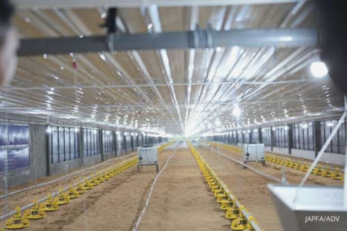 Harga ayam hidup melesat, laba Japfa Comfeed (JPFA) diproyeksi naik signifikan