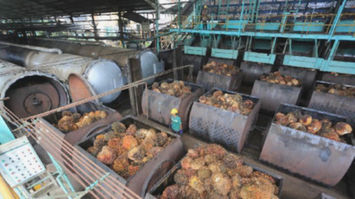 Harga CPO Turun Akibat Penurunan Permintaan dari India