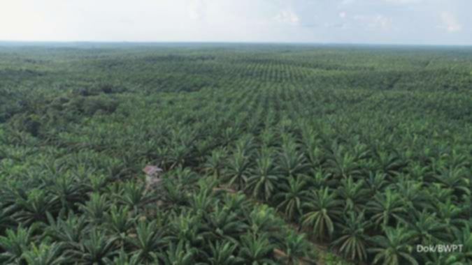 Harga CPO Masih Tertekan, Pasar Menanti Dampak Implementasi B50