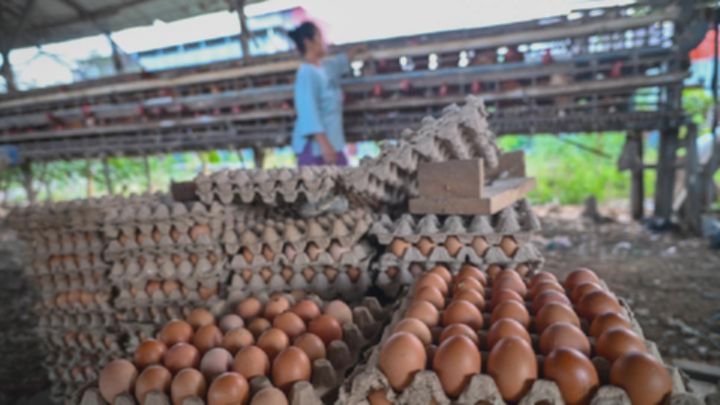Pemerintah Wajibkan Dapur MBG Serap Pasokan Telur Ayam Lokal