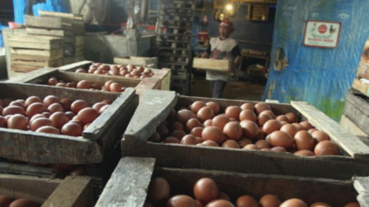 Dapur MBG Jawa Timur Sepakati Pembelian Telur dari Peternak Lokal
